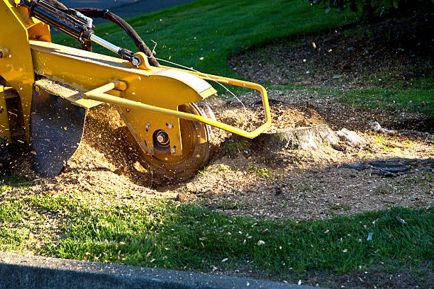 Best Tree Maintenance Programs  in Farmington, IL